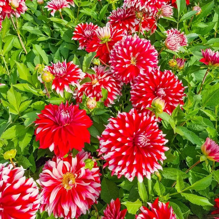 Davos Dinnerplate Dahlia
