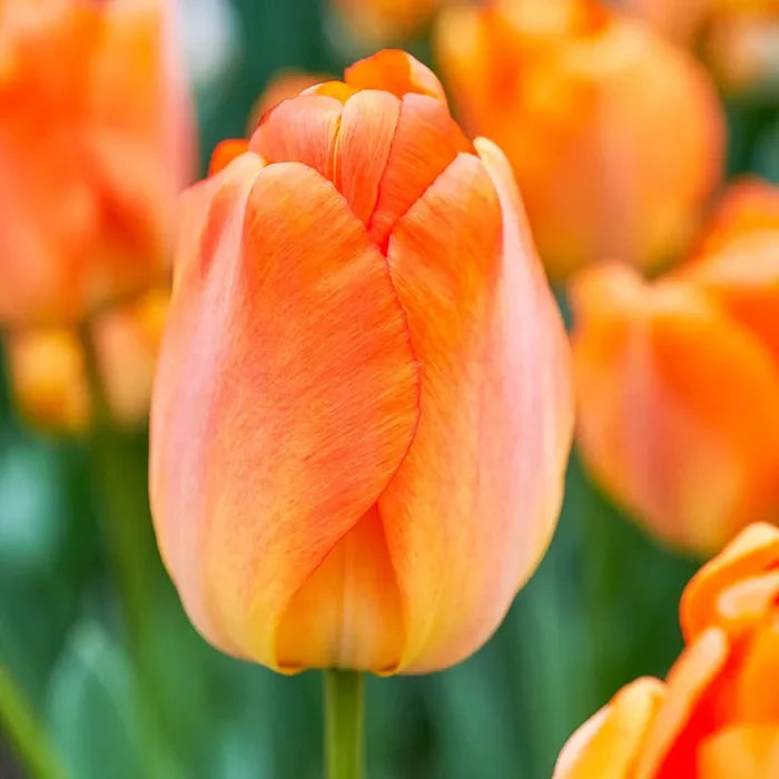 Daydream Tulip
