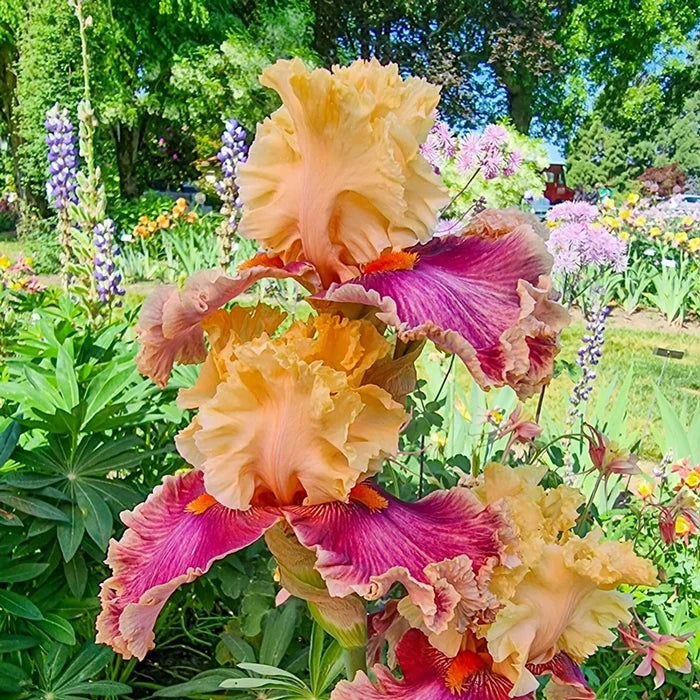 Decadence Bearded Iris