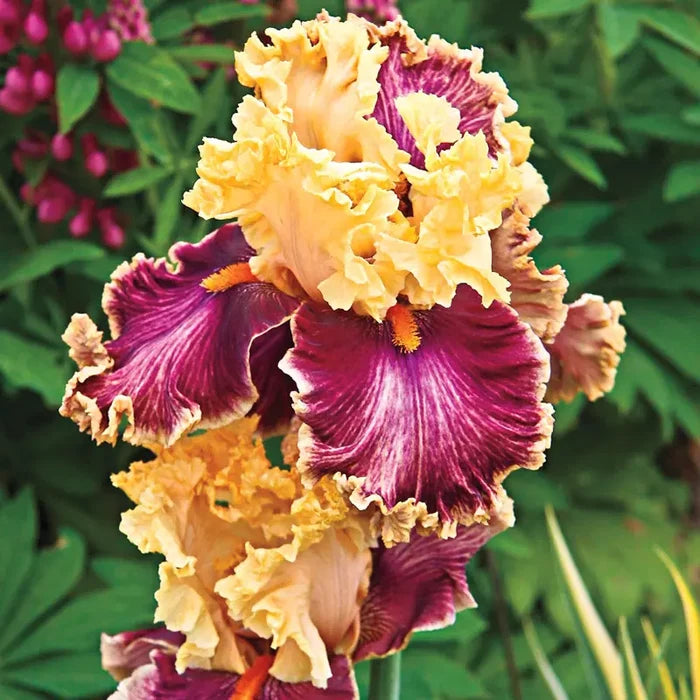 Decadence Bearded Iris