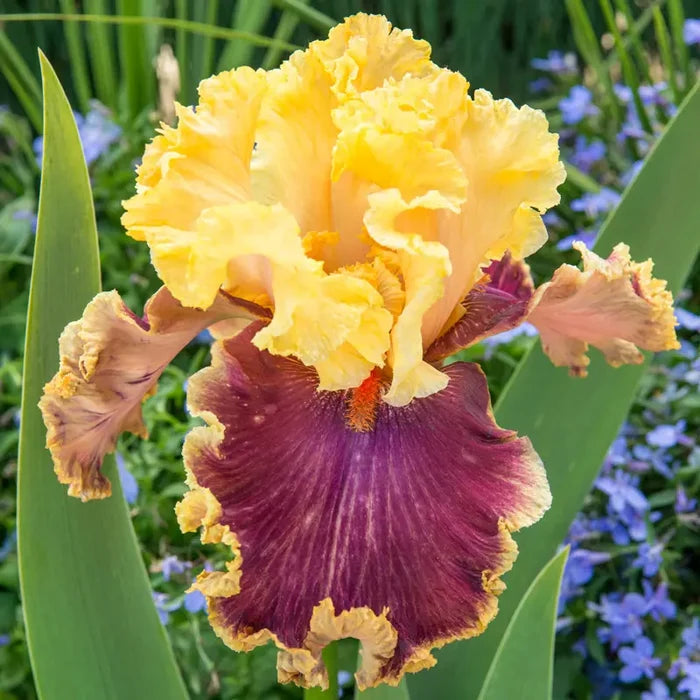 Decadence Bearded Iris