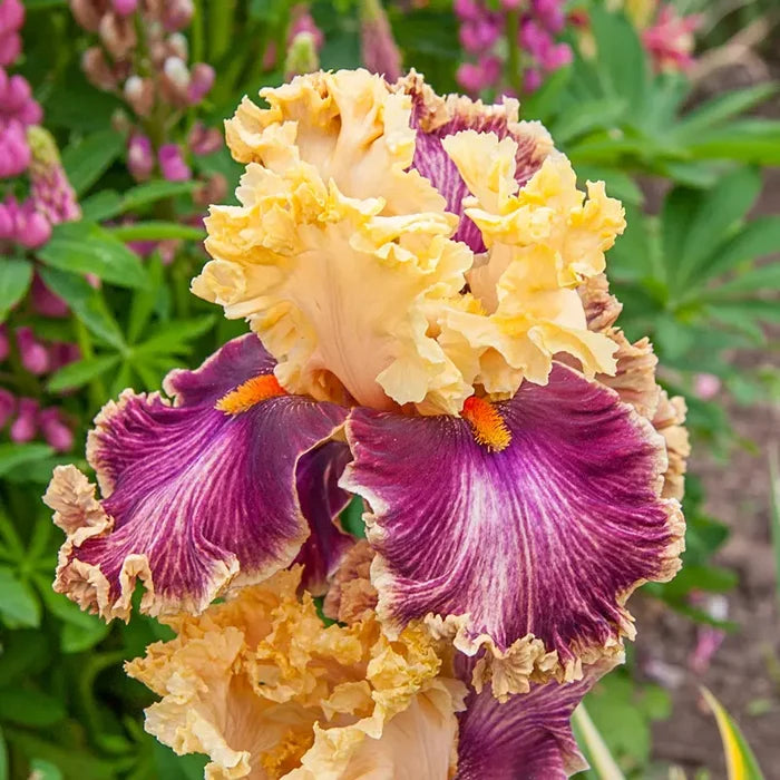 Decadence Bearded Iris
