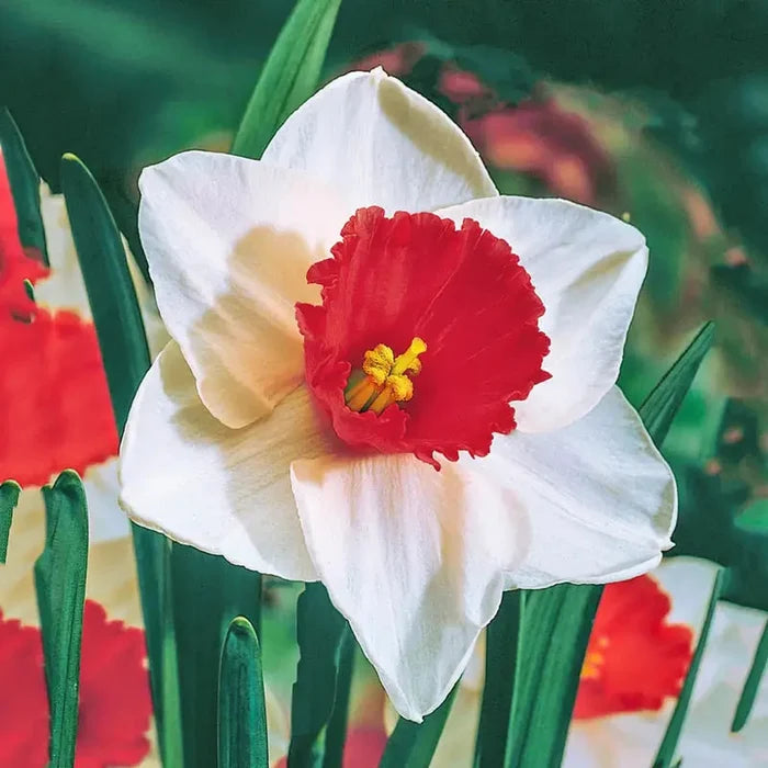 Decoy Daffodil