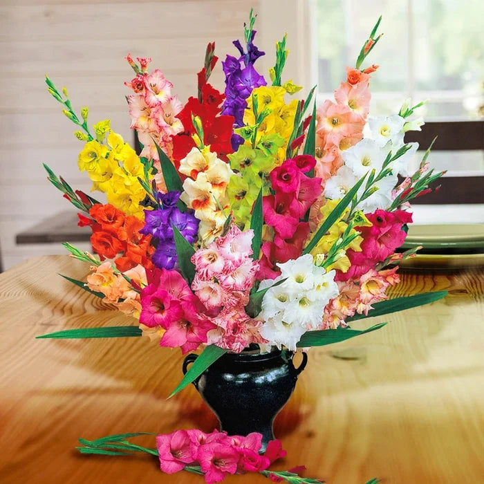 Deluxe Gladiolus Mixture Super Sak