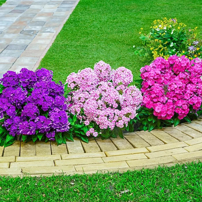 Desire Bambini® Phlox