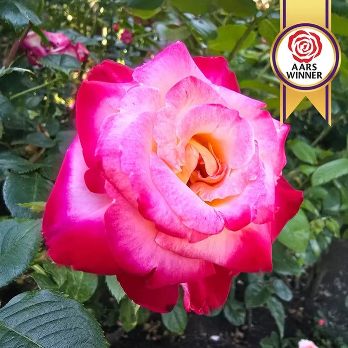 Dick Clark Grandiflora Rose