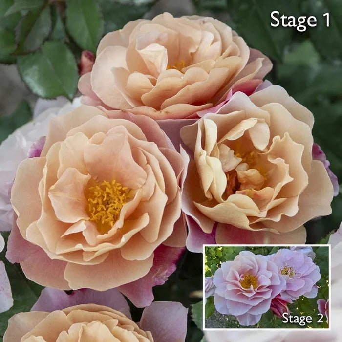 Distant Drums Shrub Rose