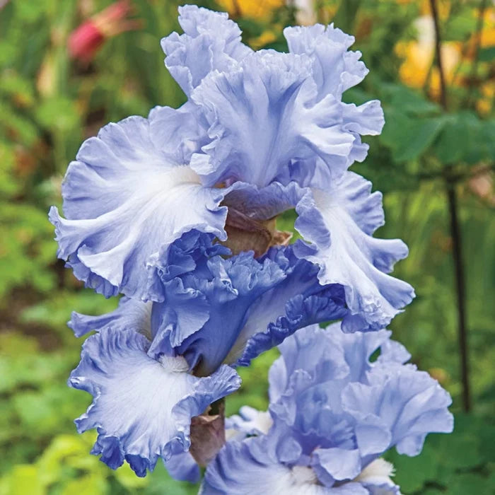 Double Bubble Bearded Iris