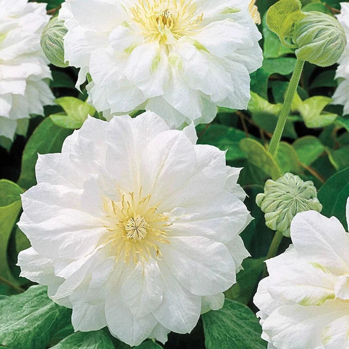 Clematis Double Collection