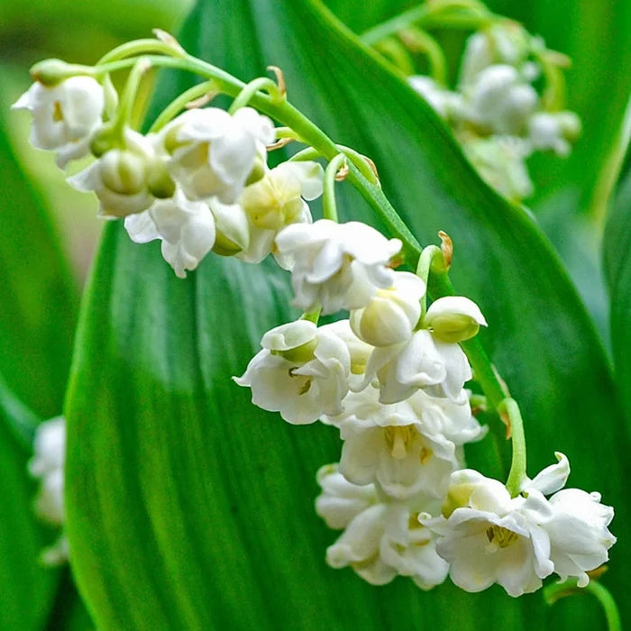 Double-Flowered Lily-of-the-Valley