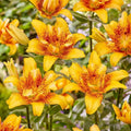 Double Nugget Lily