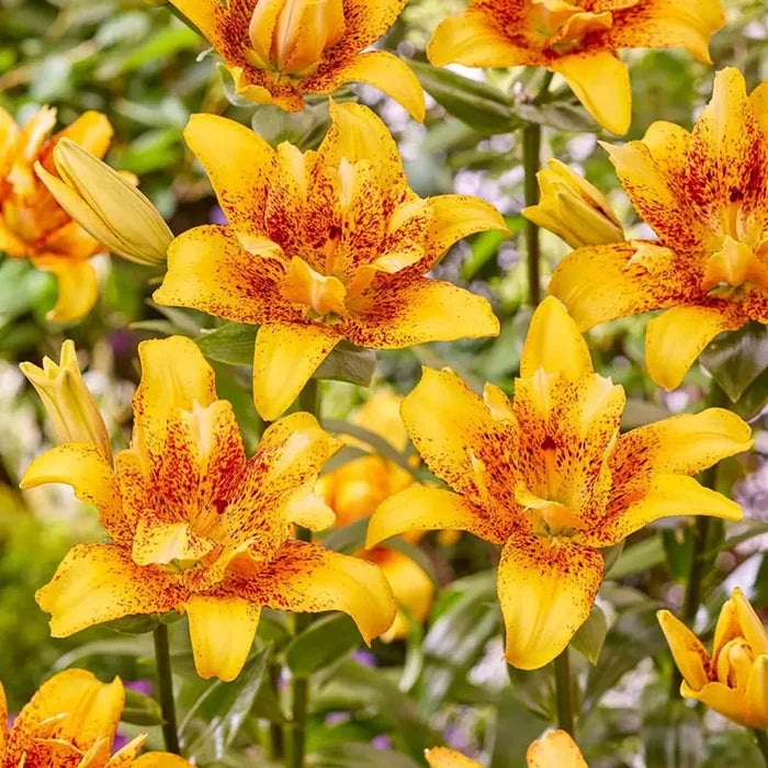 Double Nugget Lily