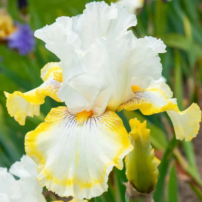 Double Ringer Bearded Iris