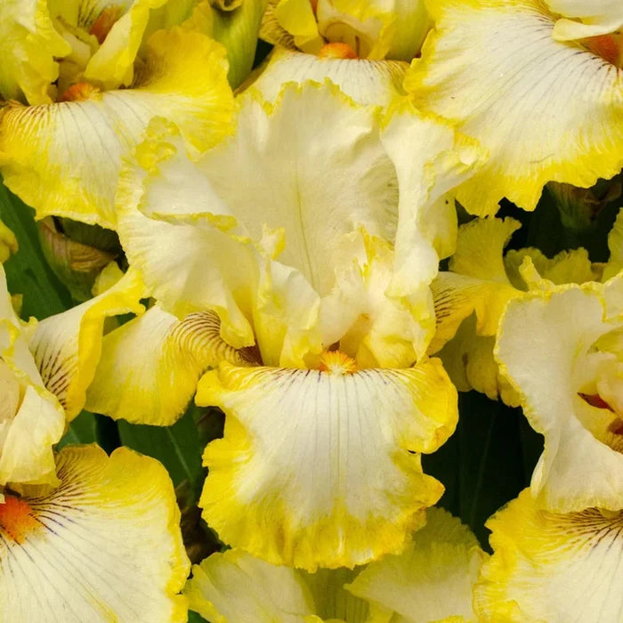 Double Ringer Bearded Iris