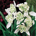 Double Snowdrops