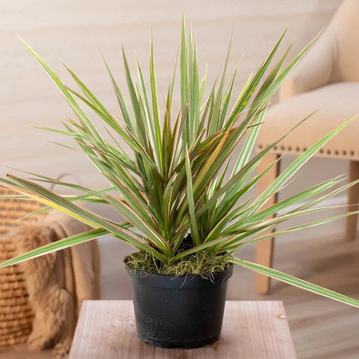 Dracaena Marginata