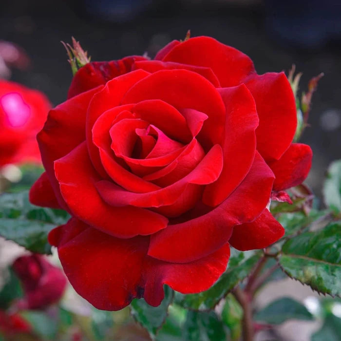 Drop Dead Red™ Floribunda Rose