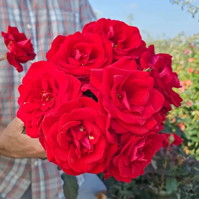 Drop Dead Red™ Floribunda Rose