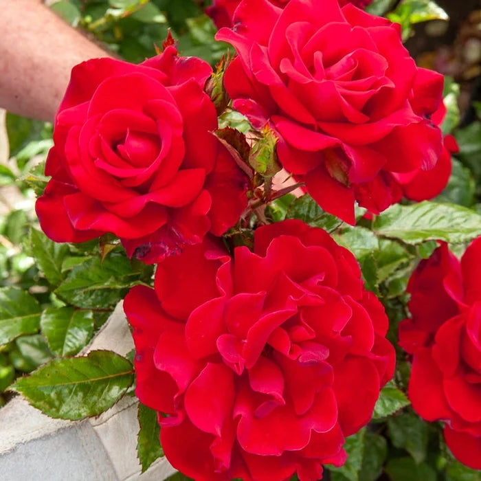 Drop Dead Red™ Floribunda Rose