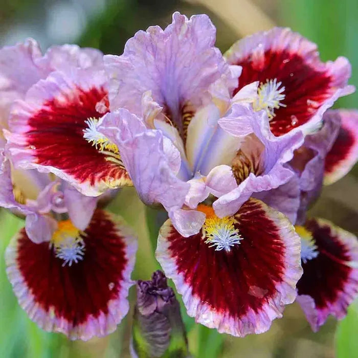 Dwarf Bearded Iris Collection