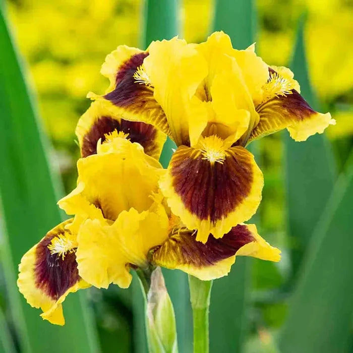 Dwarf Bearded Iris Collection