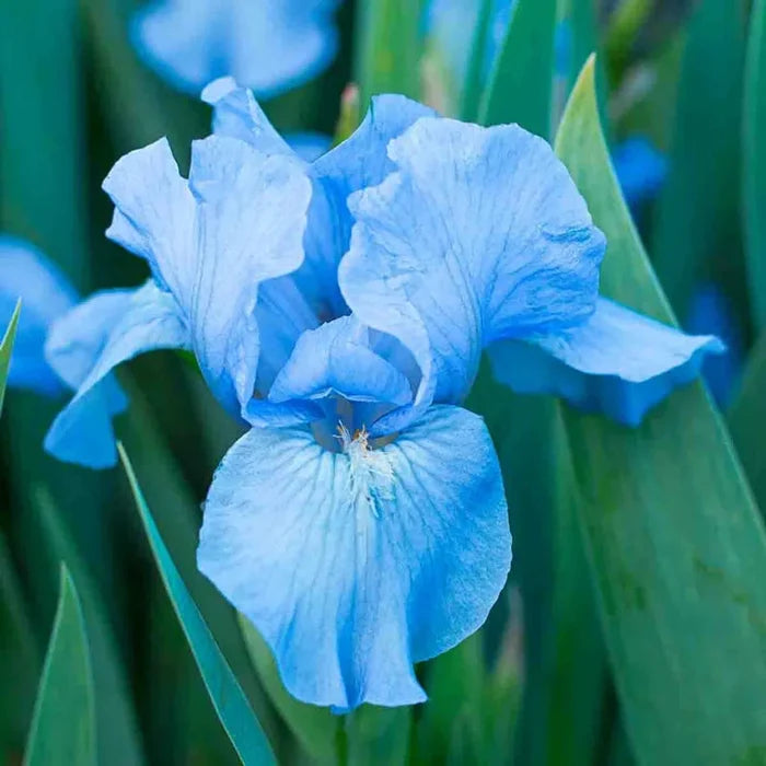 Dwarf Bearded Iris Collection