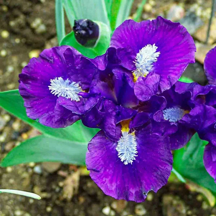 Dwarf Bearded Iris Collection