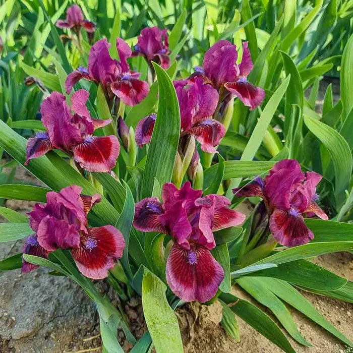 Dwarf Bearded Iris Collection