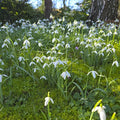 Early Snowdrops