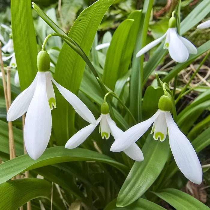 Early Snowdrops