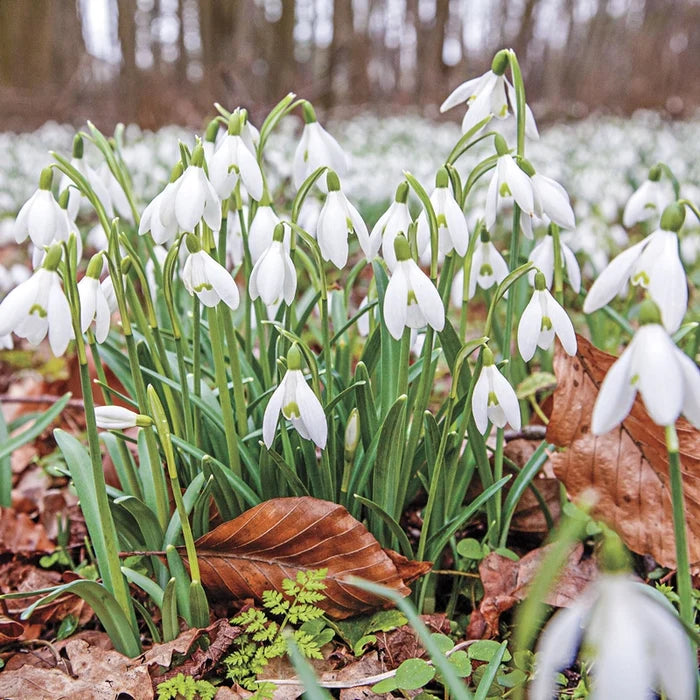 Early Snowdrops