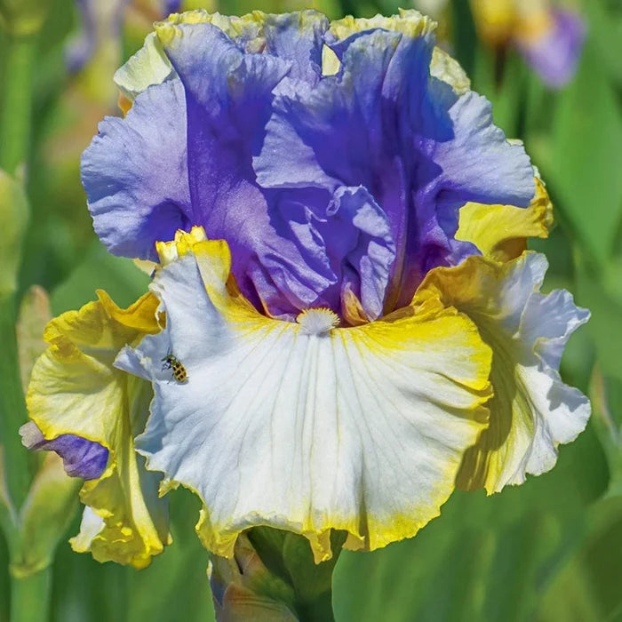 Easter Charm Bearded Iris
