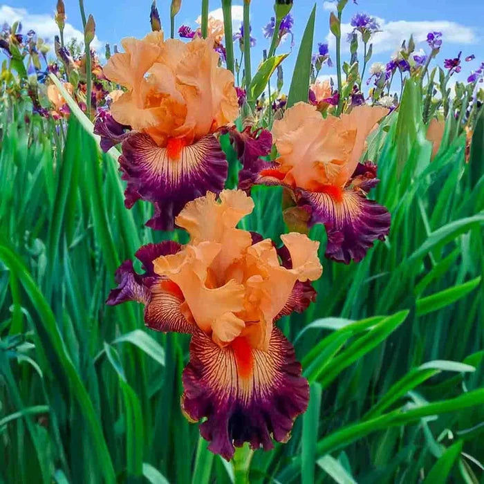 Easy to Love Bearded Iris