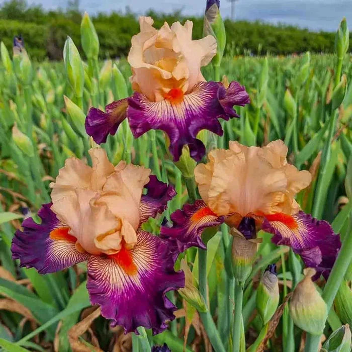 Easy to Love Bearded Iris