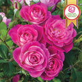 Easy to Please® Floribunda Rose