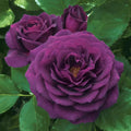 Ebb Tide Floribunda Rose - 3 Gallon Pot