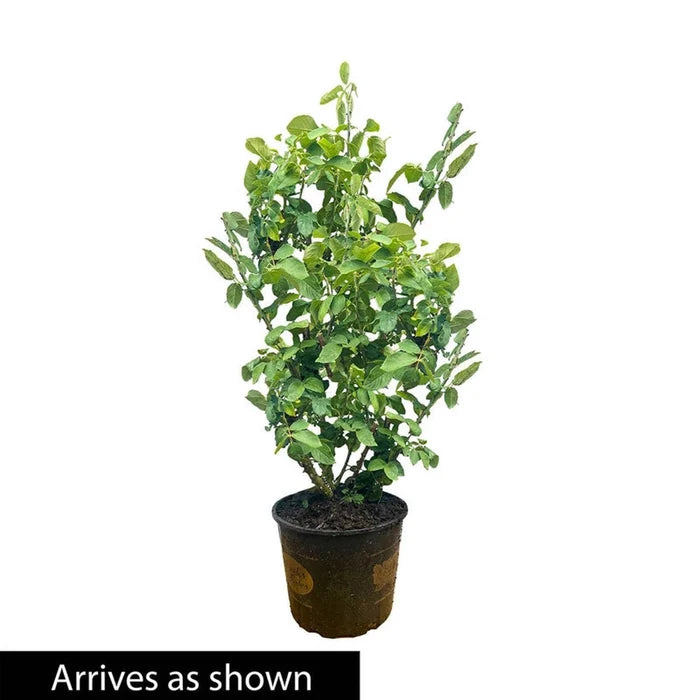 Ebb Tide Floribunda Rose - 3 Gallon Pot