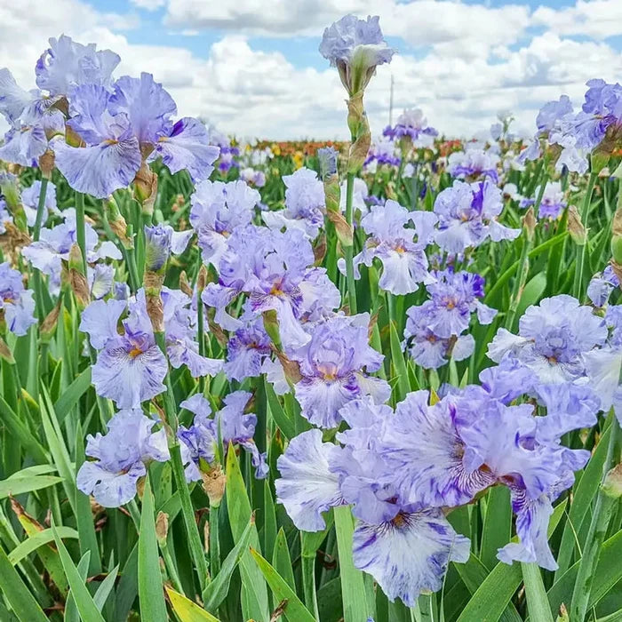 Elainealope Reblooming Bearded Iris