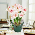 Elvas Amaryllis in Foil Wrapped Pot