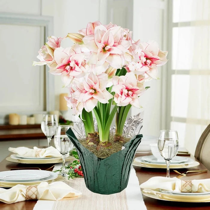 Elvas Amaryllis in Foil Wrapped Pot