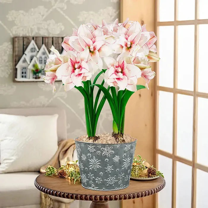 Elvas Amaryllis