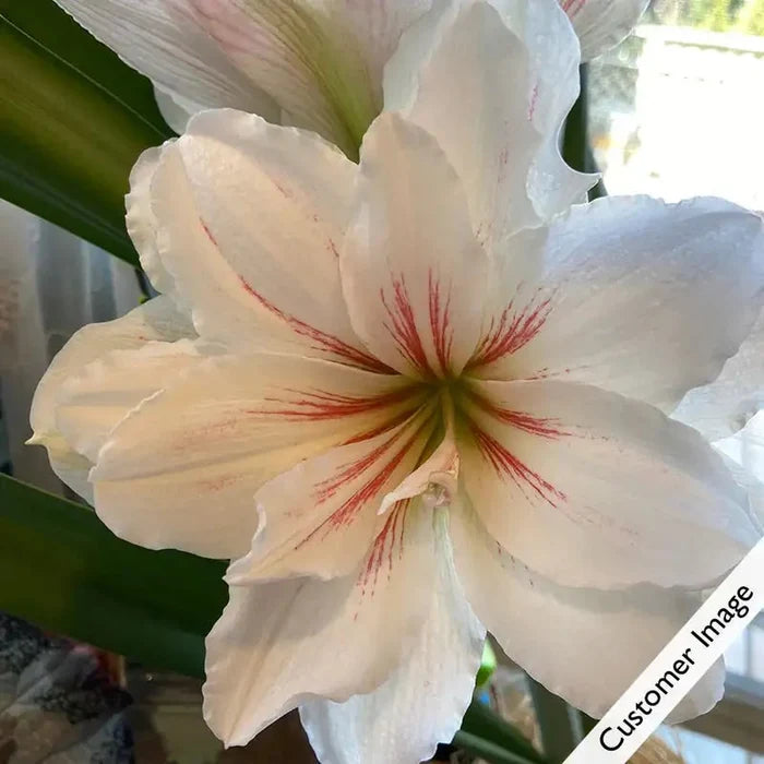 Elvas Amaryllis