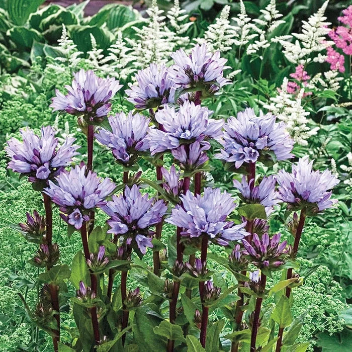Emerald Campanula