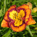 Evocative Daylily