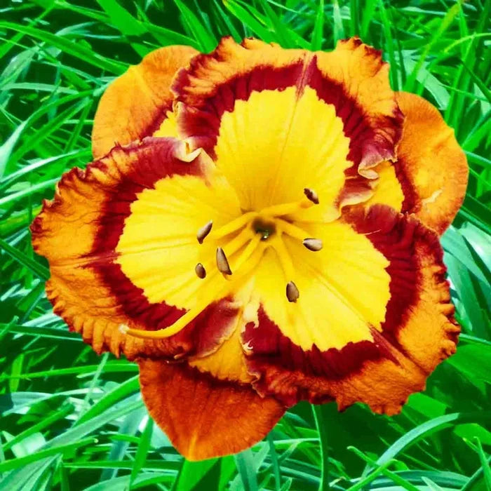 Evocative Daylily