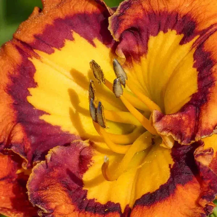 Evocative Daylily
