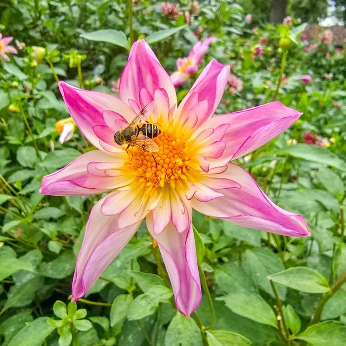 Fancy Pants Dahlia