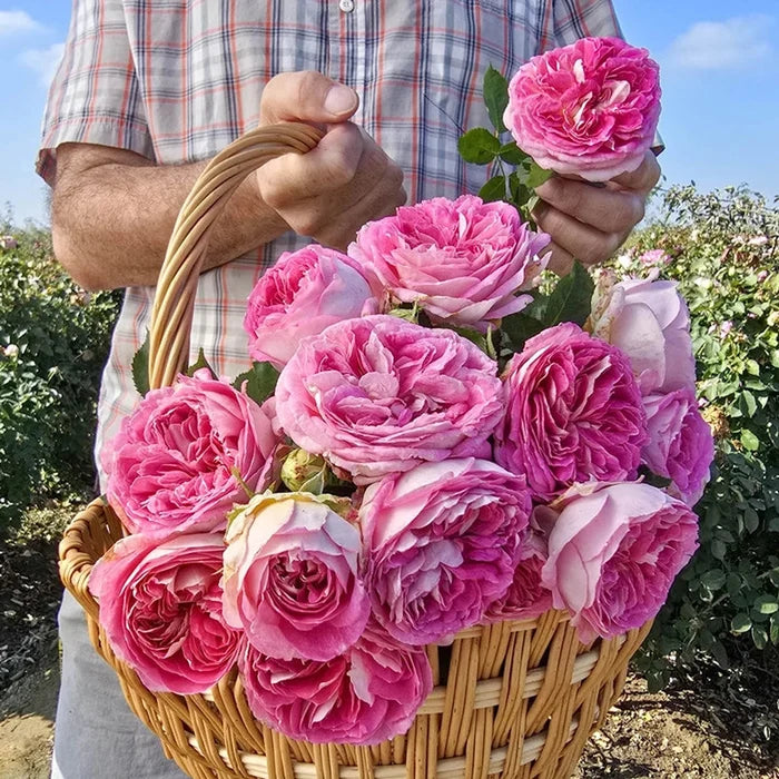 Fashion Forward Floribunda Rose
