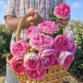 Fashion Forward Floribunda Rose