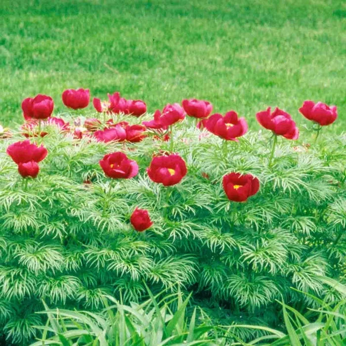 Fernleaf Peony